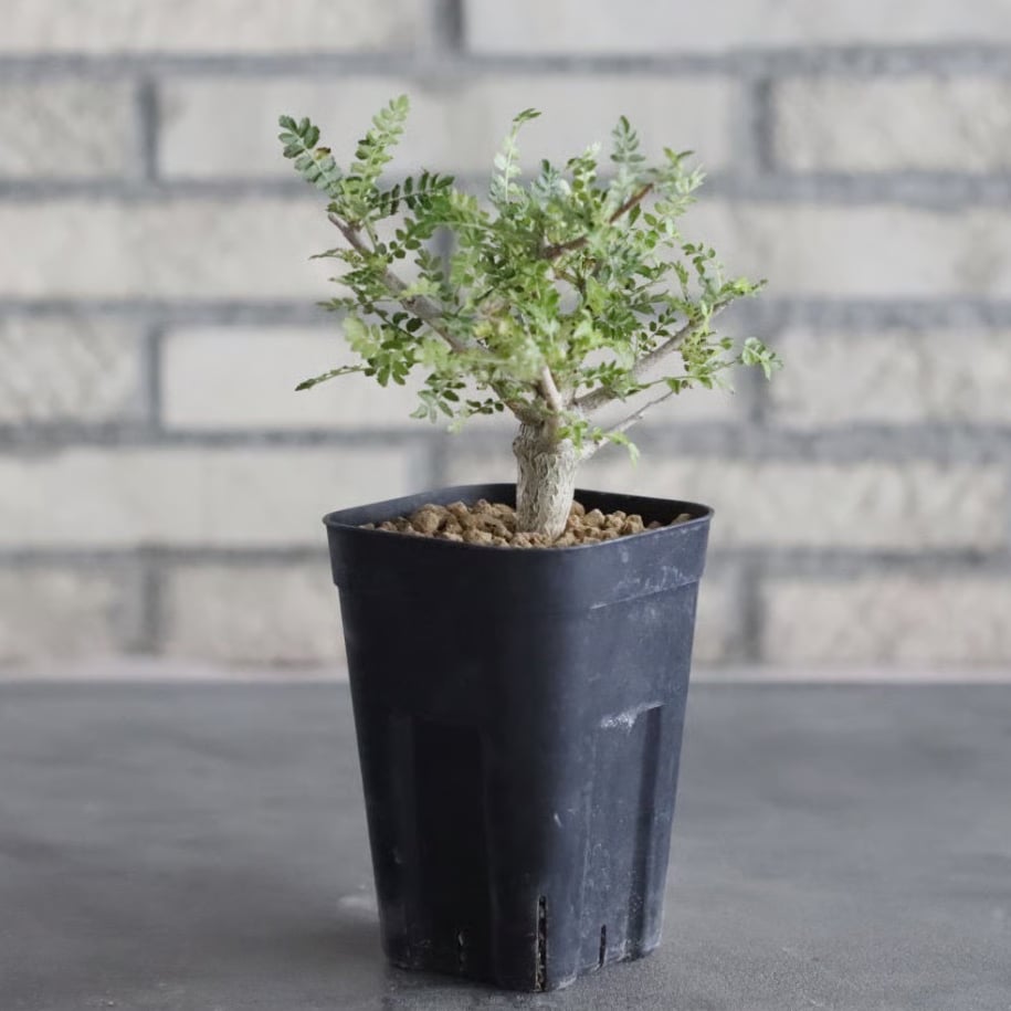 【セール】ボスウェリア　ネグレクタ　約3.5号鉢　No.004 Boswellia neglecta (3号鉢) no.705/102 | 芽の巣山