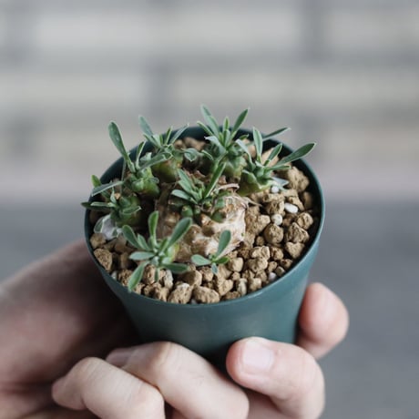Euphorbia 峨眉山 (2.5号)  no.719/169