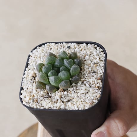 【tres】Haworthia cooperi var. dielsiana (3号)  no.816/6