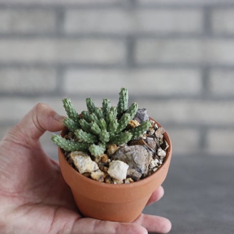 Euphorbia huttonae × YAMABACHI (3号) no.329/69