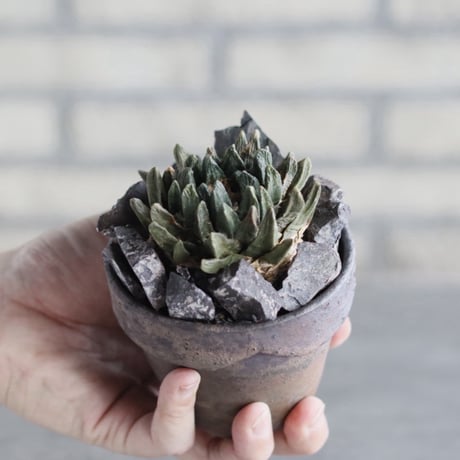 Ariocarpus 竜角牡丹 × YAMABACHI var. takero pot (3号)  no.1004/102