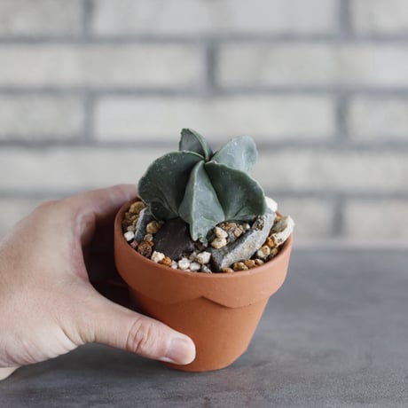 Astrophytum myriostigma var. nudum × YAMABACHI (3号)  no.913/84