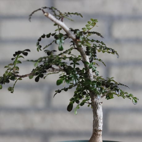 Operculicarya decaryi (4号鉢)  no.705/90