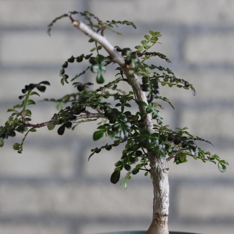 Operculicarya decaryi (4号鉢) no.705/90 | 芽の巣山