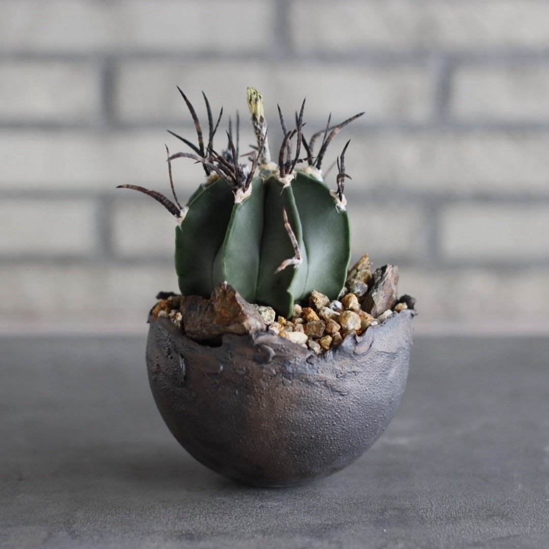 Astrophytum capricorne (黒刺水牛大鳳玉) × takero pot