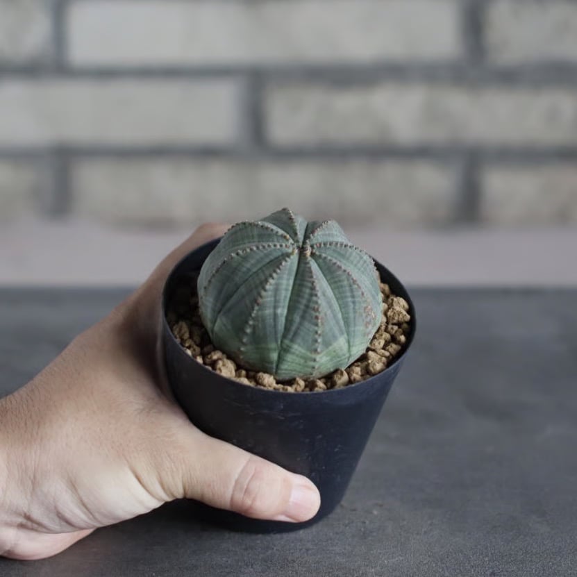 Euphorbia obesa (3号鉢) no.719/160 | 芽の巣山