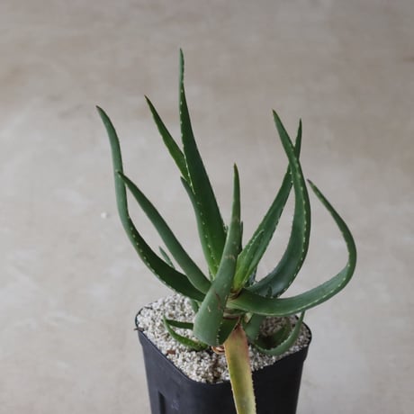 【tres】Aloe alfredii (4号)  no.816/41