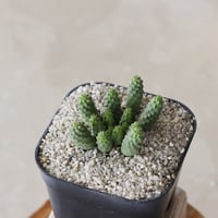 【tres】Euphorbia esculenta (3.5号)  no.816/28