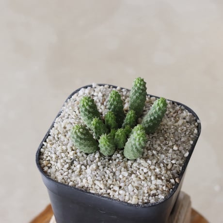 【tres】Euphorbia esculenta (3.5号)  no.816/28