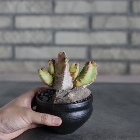 Euphorbia resinifera (白角キリン) × Yuta Uchida (3.5号) no.719/47