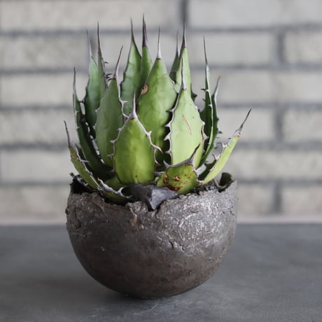 Agave horrida  × takero pot (4.5号)  no.712/22