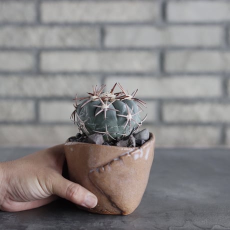 Echinocactus horizonthalonius (翠平丸) × Mie Maeda (3号鉢)  no.712/12