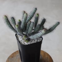 【tres】Euphorbia baioensis (3号)  no.816/35