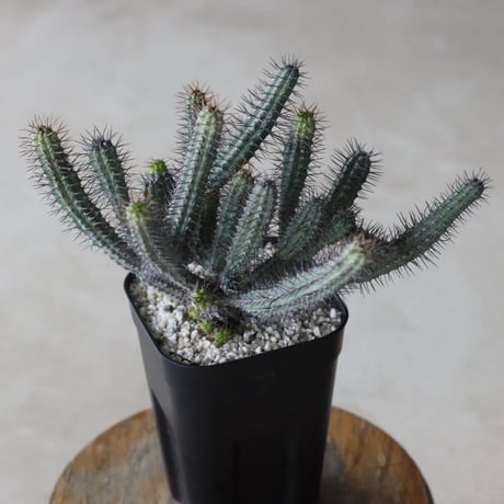 【tres】Euphorbia baioensis (3号)  no.816/35