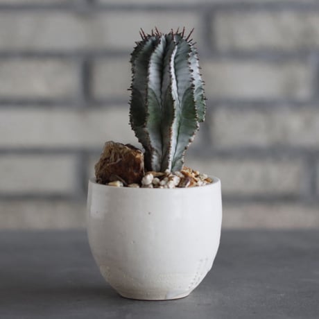 Euphorbia polygona × horrida × N/OH (3号)  no.920/25
