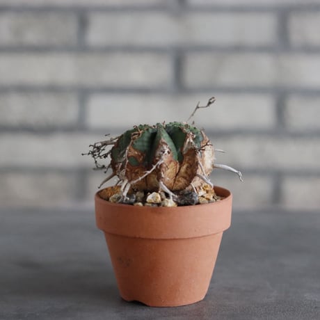 Euphorbia valida (雌) × YAMABACHI (3号)  no.927/70