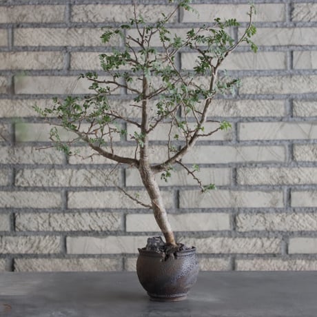 Bursera aptera × takero pot (3号)  no.712/2