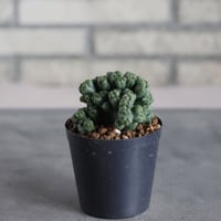 Cereus Peruvianus / 黒獅子 (3号)  no.719/164
