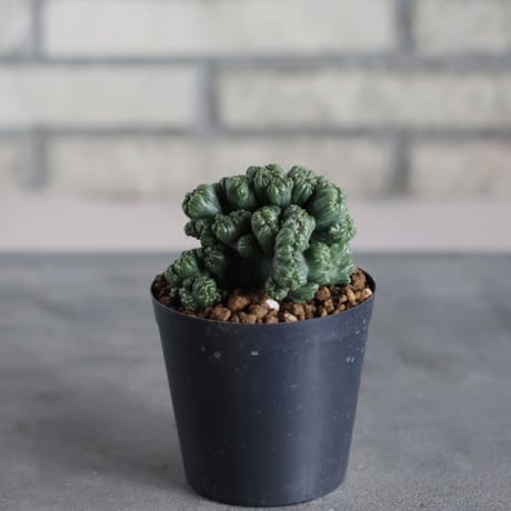 Cereus Peruvianus / 黒獅子 (3号)  no.719/164