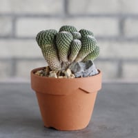 Pelecyphora strobiliformis (銀牡丹) × YAMABACHI (3号)  no.913/75