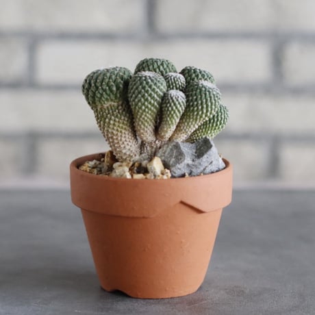 Pelecyphora strobiliformis (銀牡丹) × YAMABACHI (3号)  no.913/75