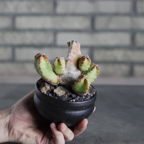 Euphorbia resinifera (白角キリン) × Yuta Uchida (3.5号) no.719/47
