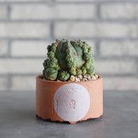N/OH-TERRACOTTA MIX × Euphorbia symmetrica (3.5号)  no.730/4