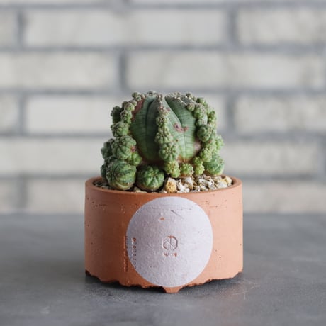 N/OH-TERRACOTTA MIX × Euphorbia symmetrica (3.5号)  no.730/4