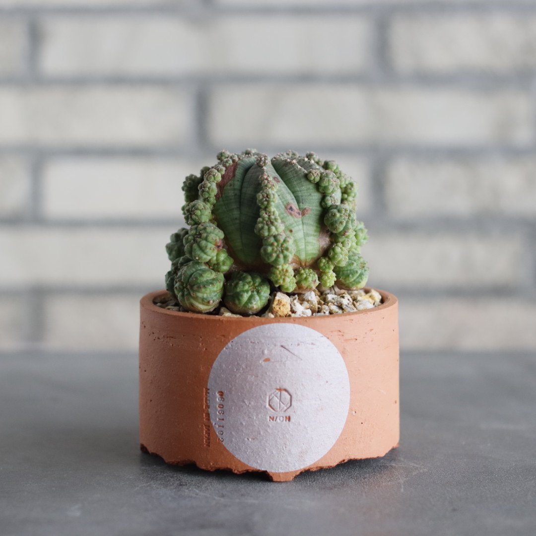 N/OH-TERRACOTTA MIX × Euphorbia symmetrica (3.5