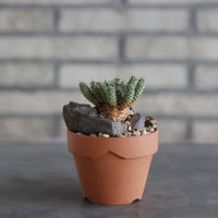 Euphorbia clavarioides × YAMABACHI (3号) no.927/67