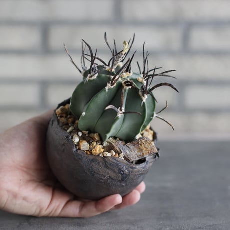 Astrophytum capricorne  (黒刺水牛大鳳玉) × takero pot (3.5号)  no.920/36