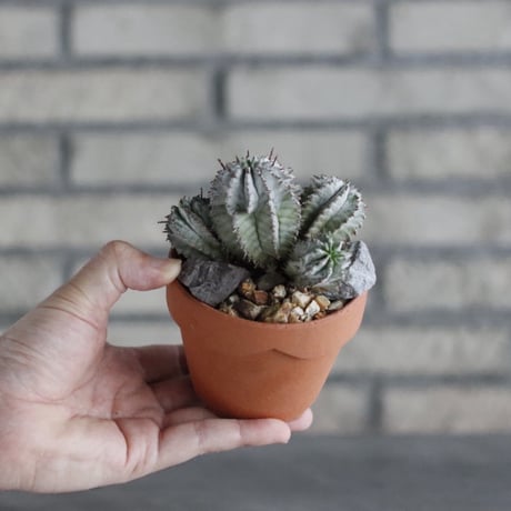 Euphorbia horrida × YAMABACHI (3号)  no.906/41