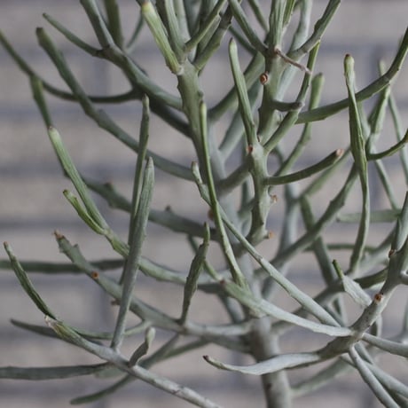 Euphorbia  enterophora ssp. enterophora × N/OH (4.5号) no.327/50
