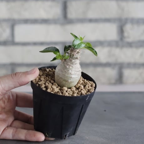 Pachypodium windsorii (3号鉢)  no.705/109