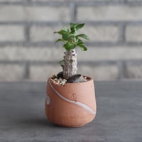 Pachypodium windsorii × N/OH (2.5号)  no.1004/105