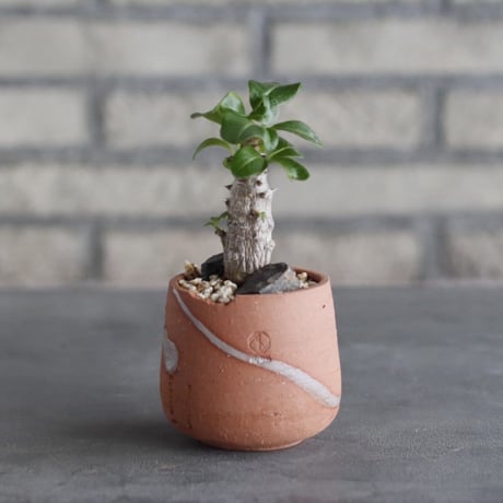 Pachypodium windsorii × N/OH (2.5号)  no.1004/105