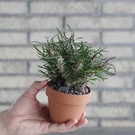 Euphorbia brachyphylla × YAMABACHI (3号)  no.906/20