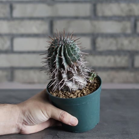 Euphorbia horrida major (3.5号)  no.719/150