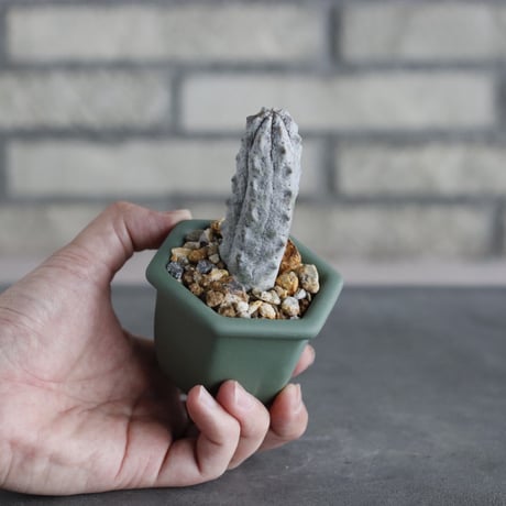 Euphorbia abdelkuri  × nos pot (2号)  no.712/38