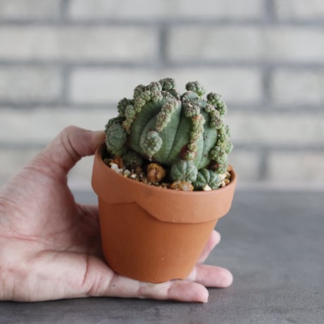 Euphorbia obesa × YAMABACHI (3号)  no.913/76