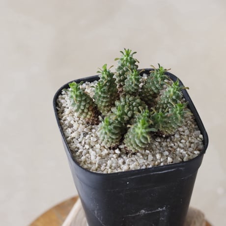 【tres】Euphorbia clavarioides (3号)  no.816/19