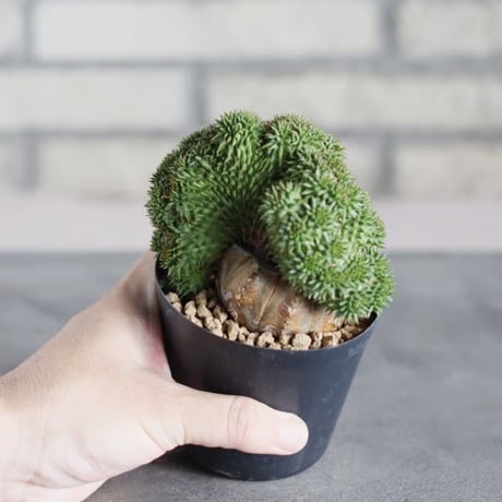 Euphorbia susannae f. crist. (3号鉢)  no.719/157