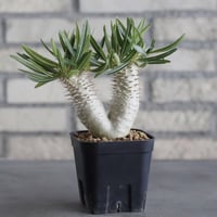 Pachypodium Inopinatum (3号鉢)  no.705/122