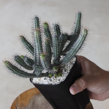 【tres】Euphorbia baioensis (3号)  no.816/35