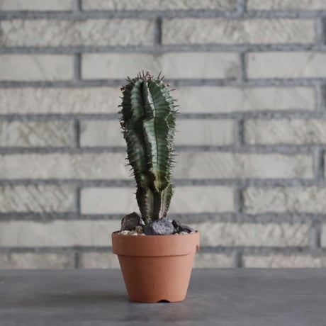 Euphorbia horrida  × YAMABACHI (3号)  no.906/17