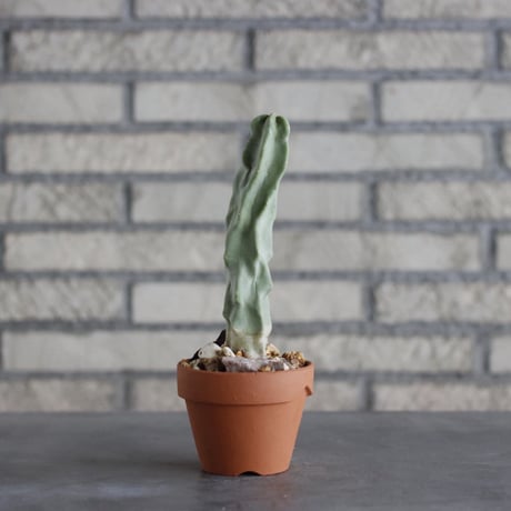 Myrtillocactus geometrizans (竜神木) × YAMABACHI (3号)  no.913/68