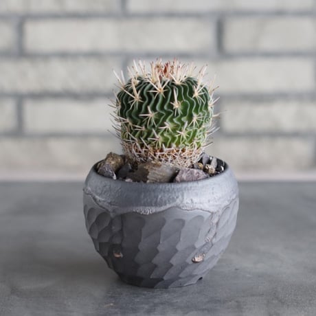 Echinofossulocactus kellerianus (剣恋玉) × N/OH (3.5号)  no.712/15