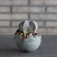 Astrophytum strongylogonum × takero pot (3.5号)  no.920/34