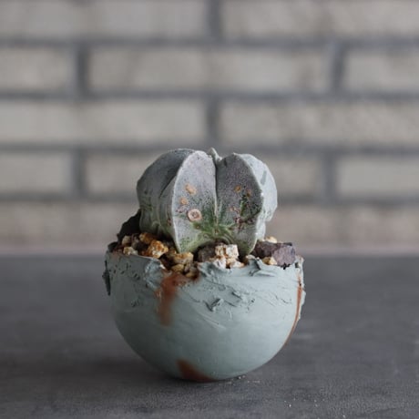 Astrophytum strongylogonum × takero pot (3.5号)  no.920/34