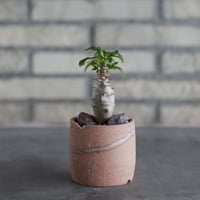 Pachypodium windsorii × N/OH (2.5号)  no.906/55
